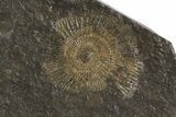 Dactylioceras Ammonite Cluster - Posidonia Shale, Germany #79306-1